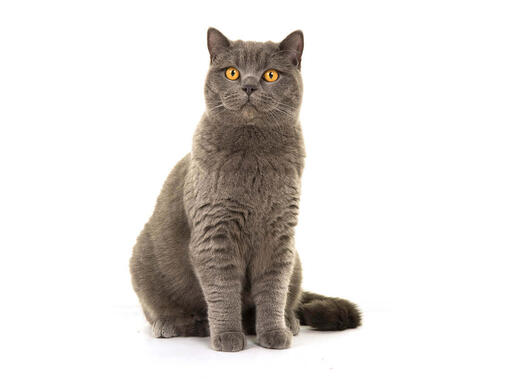 British shorthair kitten care best sale